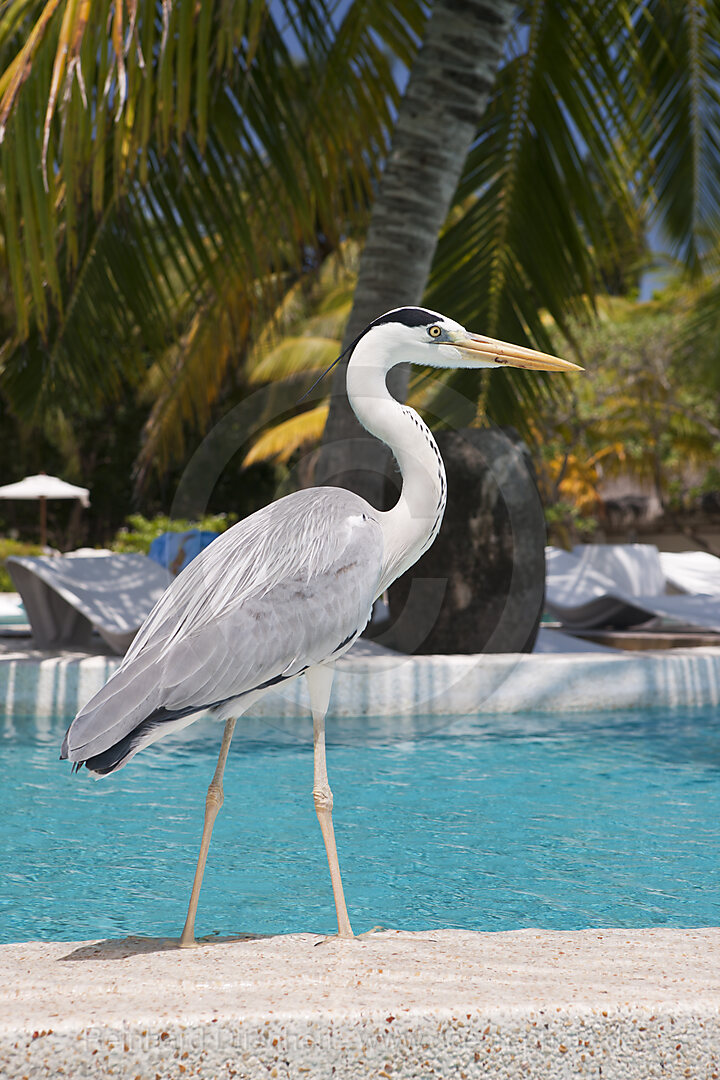 Grey Heron at Pool of Maldive Island Kandooma