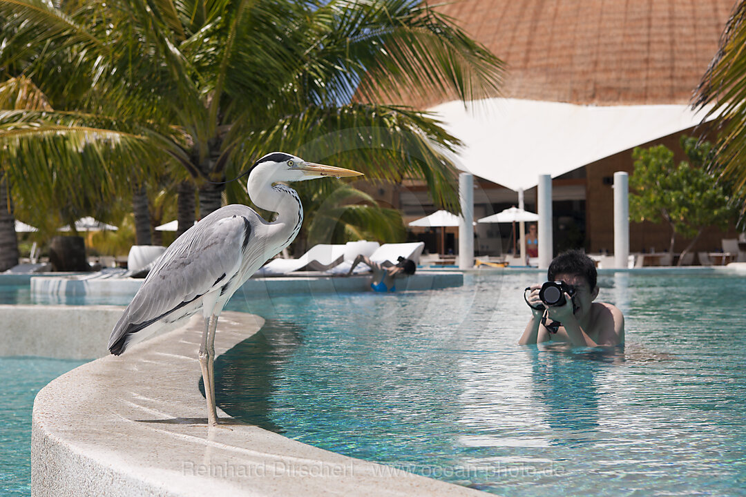 Graureiher am Pool der Malediveninsel Kandooma