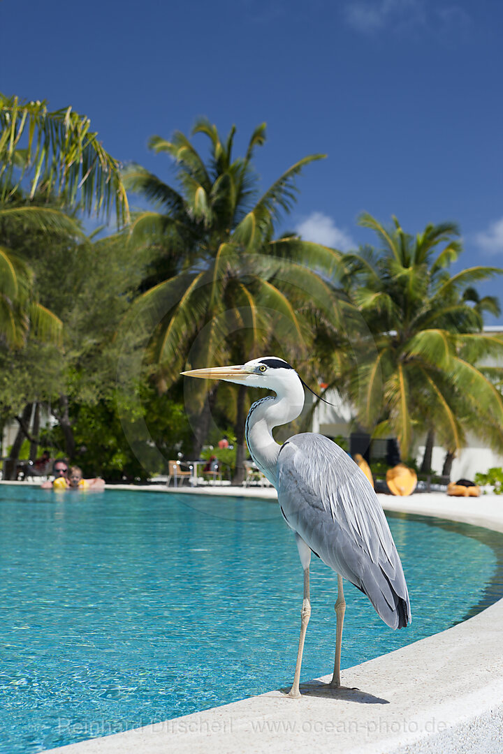Grey Heron at Pool of Maldive Island Kandooma