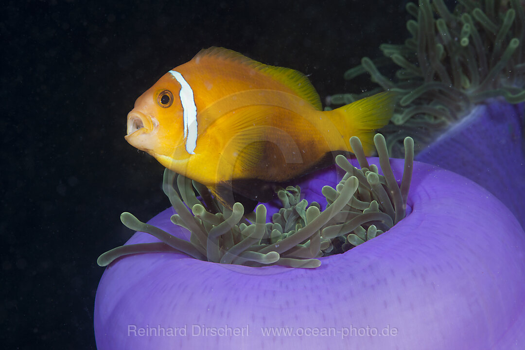 Malediven-Anemonenfisch in Prachtanemone