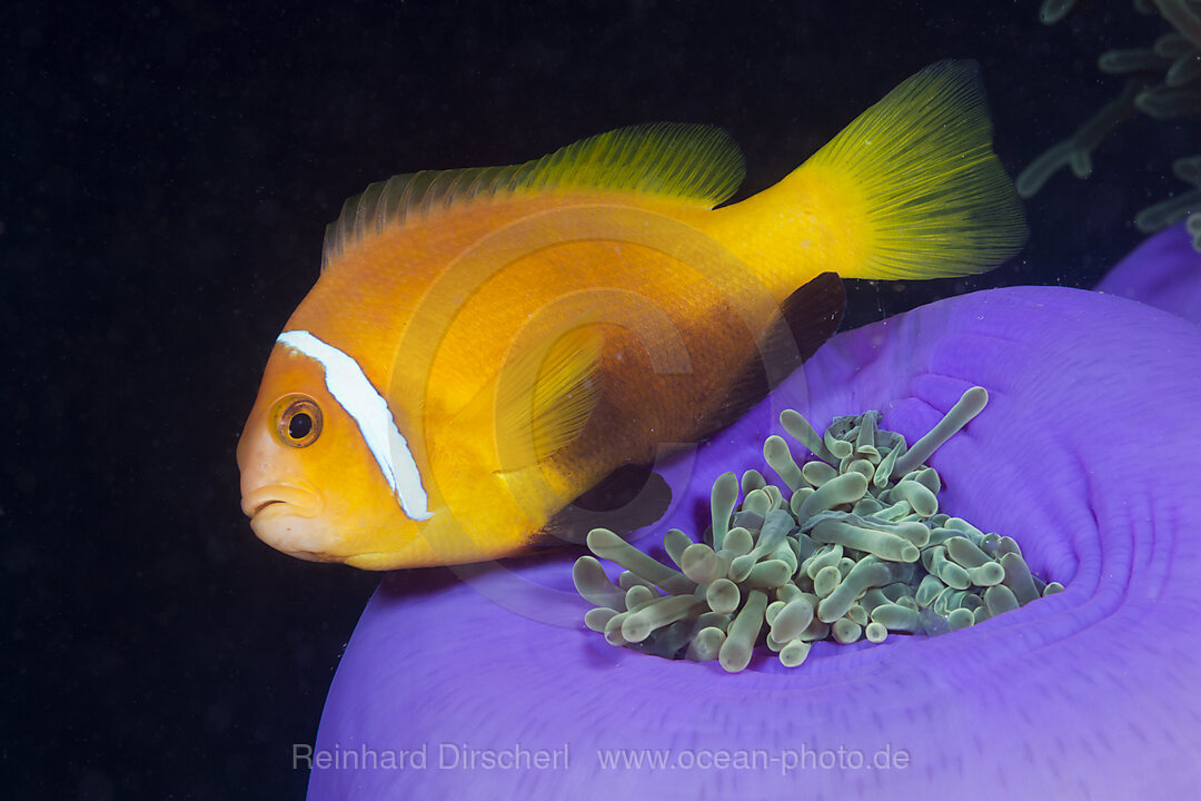 Maldive Anemonefish in Magnificent Anemone