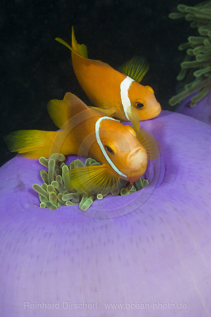 Malediven-Anemonenfische in Prachtanemone