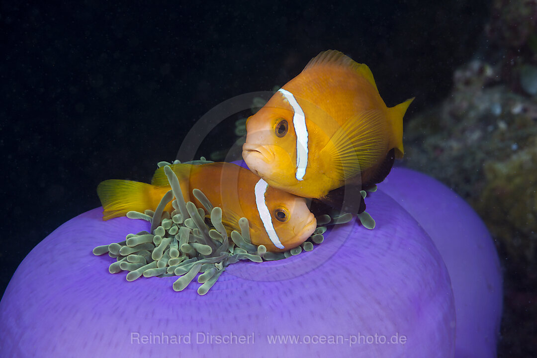 Malediven-Anemonenfische in Prachtanemone