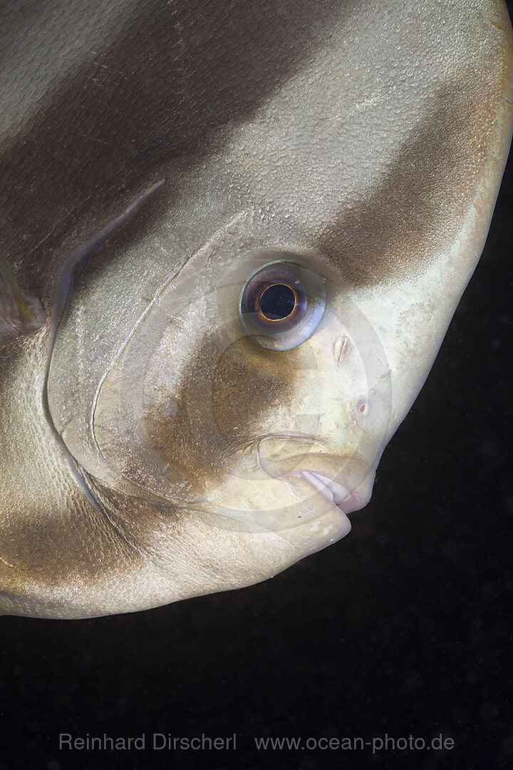 Portrait of Longfin Batfisch