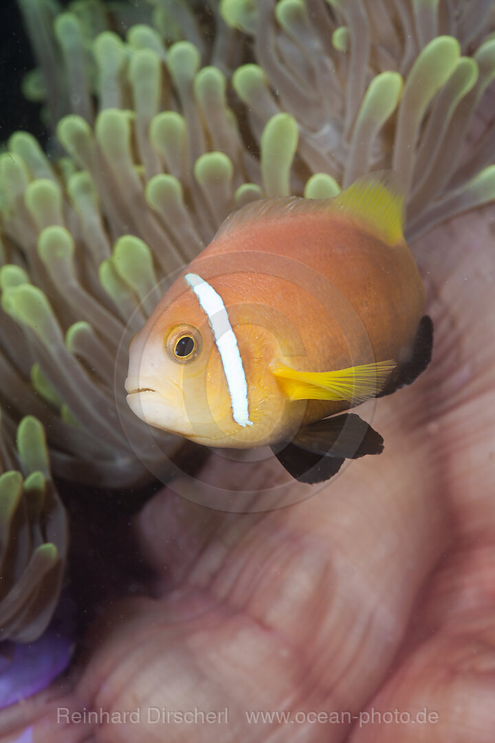 Malediven-Anemonenfisch in Prachtanemone, Amphiprion nigripes, Heteractis magnifica, Kandooma Caves, Sued Male Atoll, Malediven