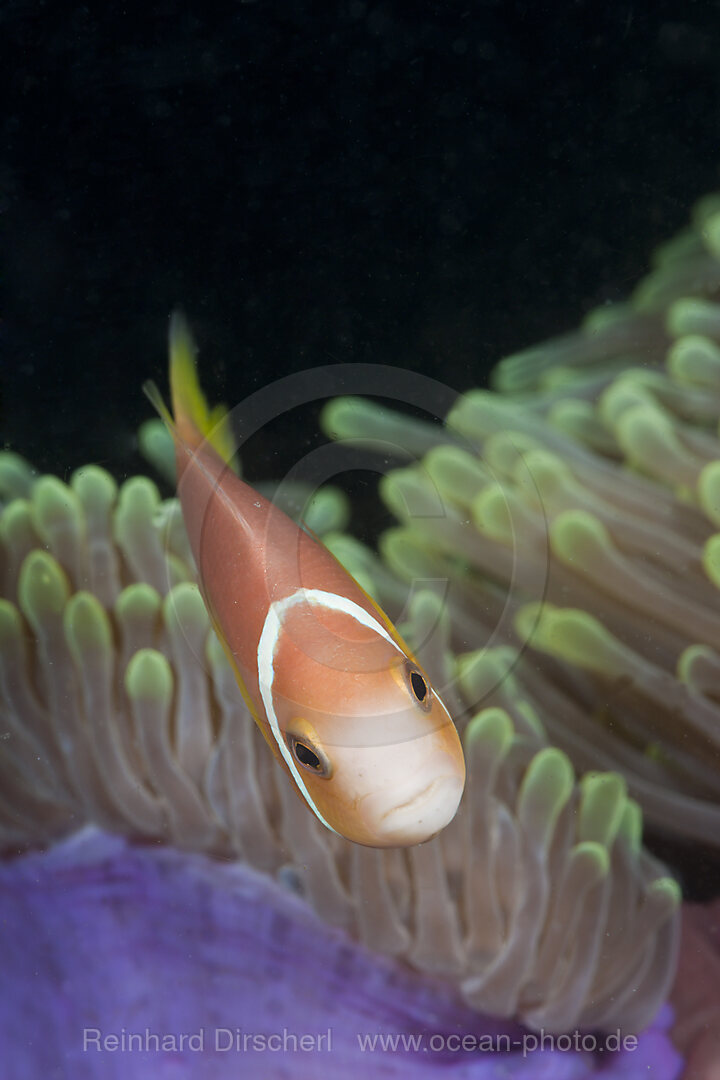 Malediven-Anemonenfisch in Prachtanemone, Amphiprion nigripes, Heteractis magnifica, Kandooma Caves, Sued Male Atoll, Malediven