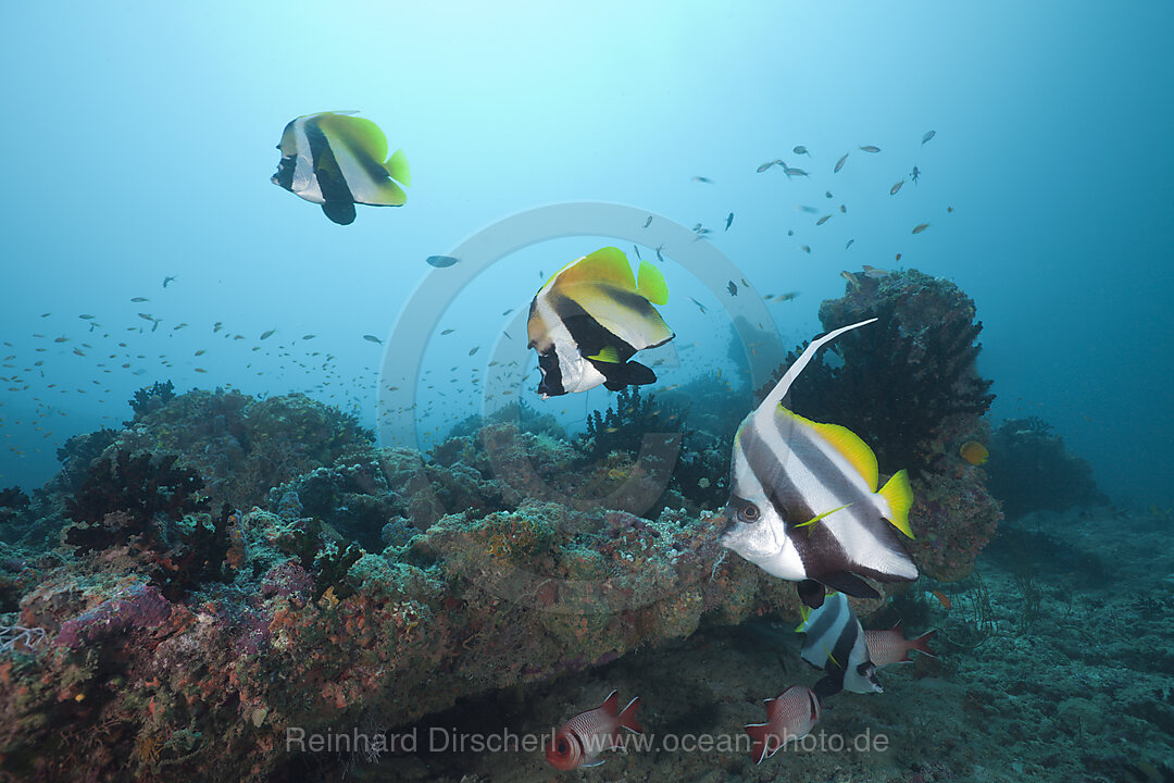 Gemeiner Wimpelfisch und Masken-Wimpelfisch, Heniochus acuminatus, Heniochus monoceros, Kandooma Caves, Sued Male Atoll, Malediven