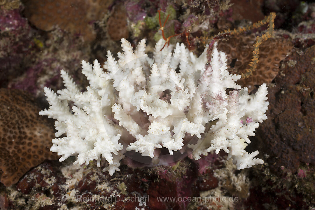 Gebleichte Geweihkoralle, Acropora sp., Sued Male Atoll, Malediven