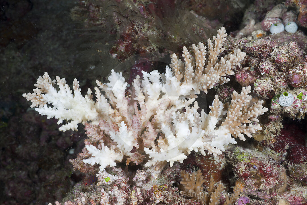 Gebleichte Geweihkoralle, Acropora sp., Sued Male Atoll, Malediven