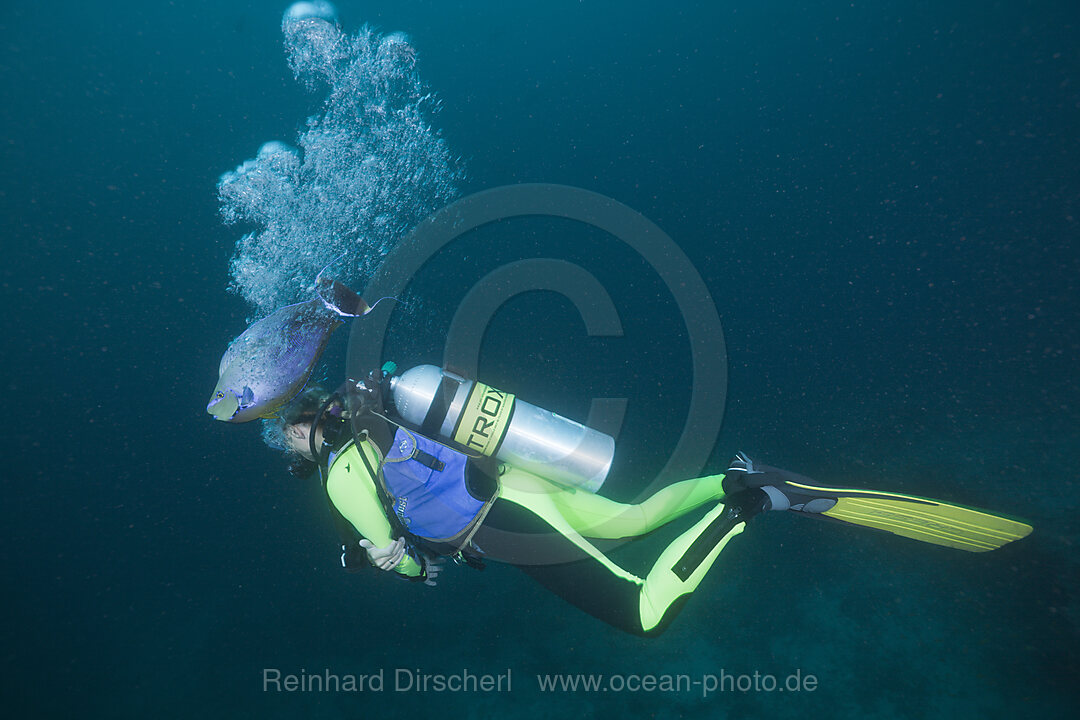 Bignose Unicornfish bathing in Air Bubbles of Diver