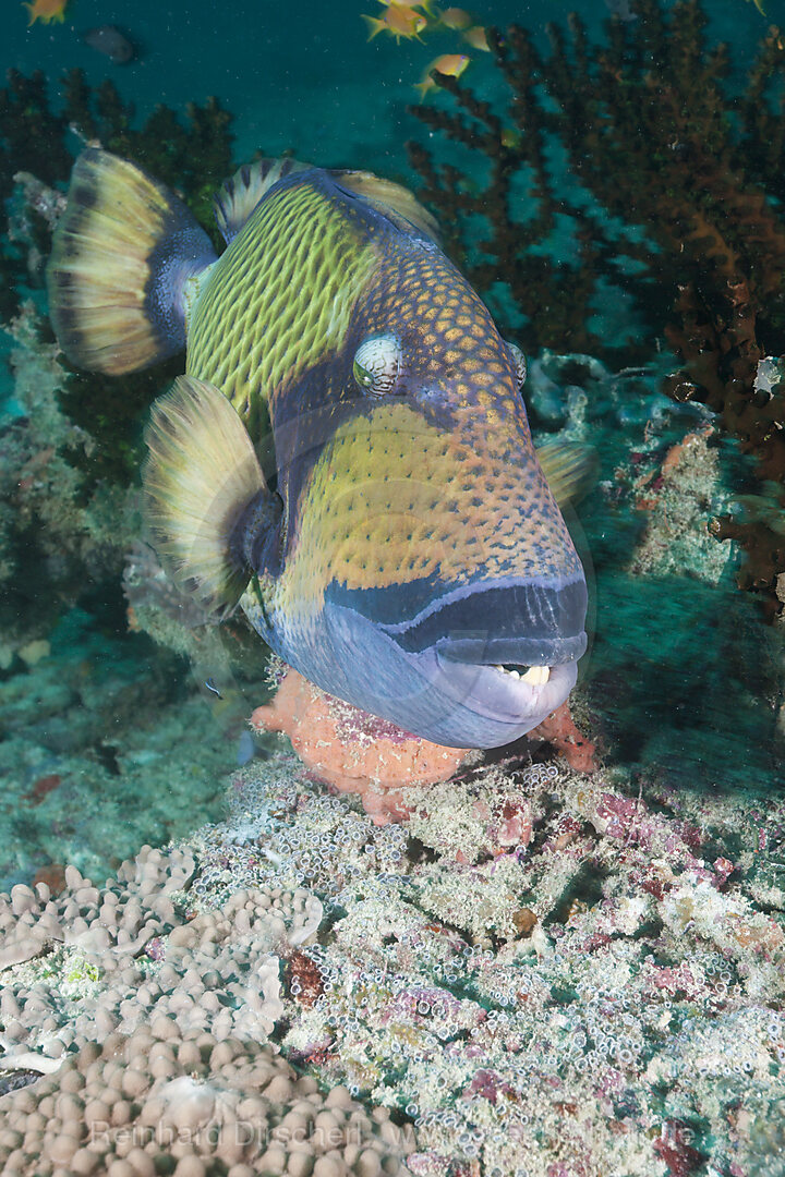 Gruener Riesendrueckerfisch