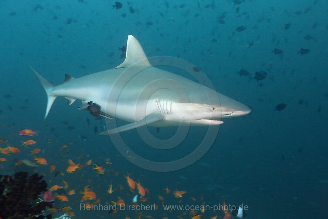 Grey Reef Shark