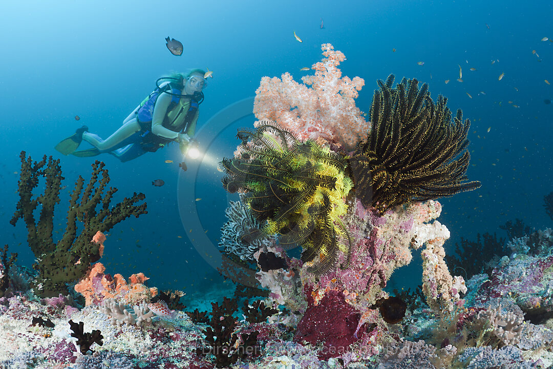 Scuba Diver at Coral Reef