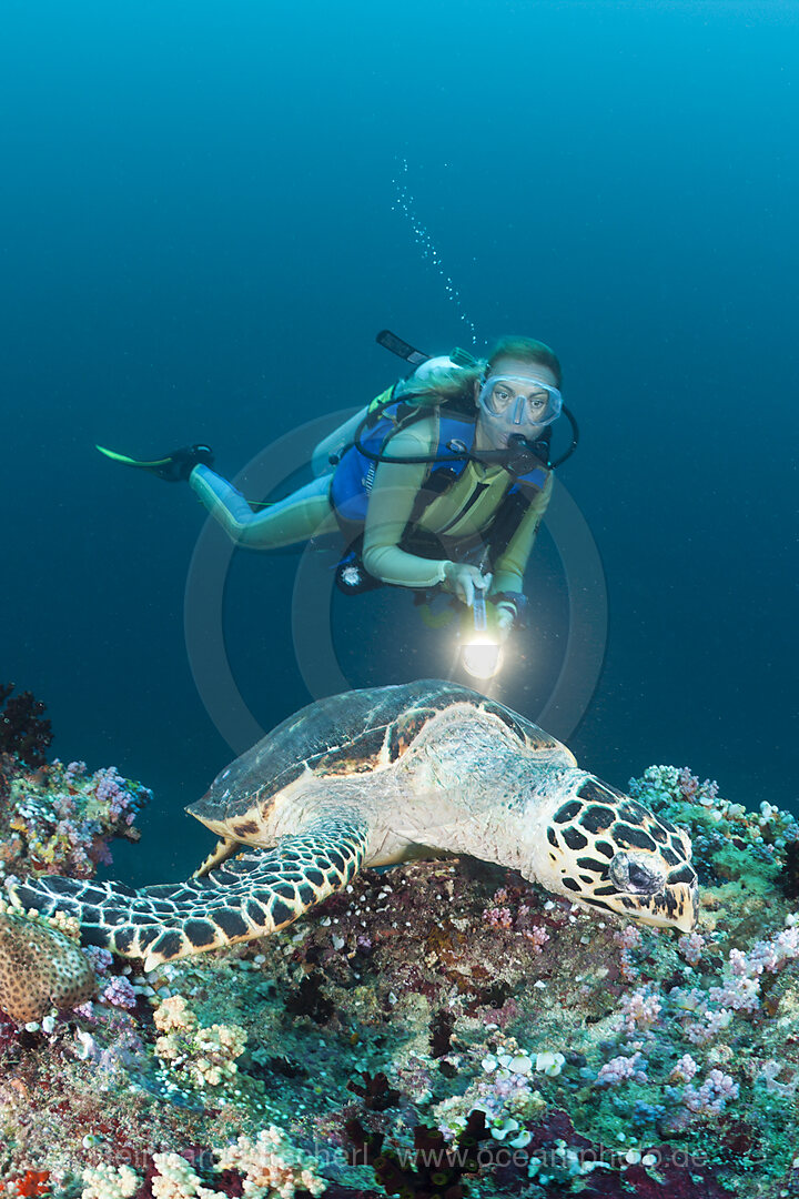 Karettschildkroete und Taucher
