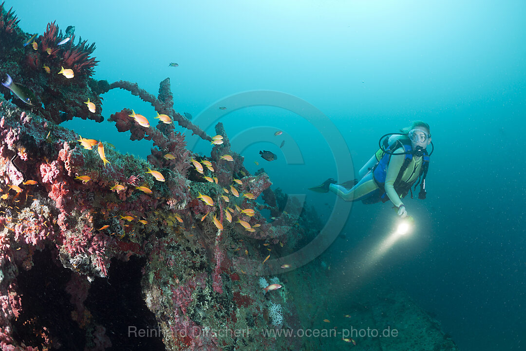 Fahnenbarsche am Kuda Giri Wrack