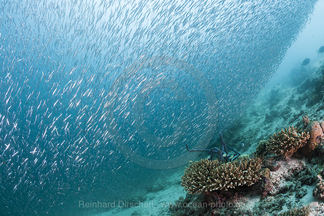 Sardine Fusiliers over Coral Reef