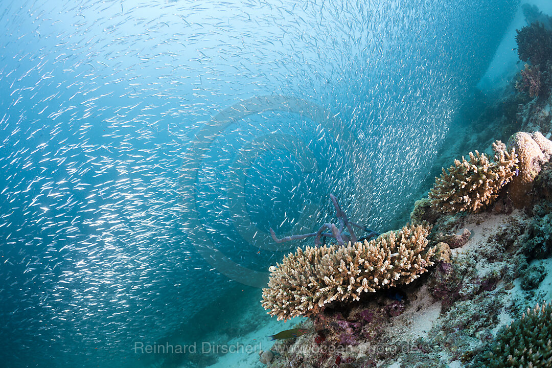 Sardine Fusiliers over Coral Reef