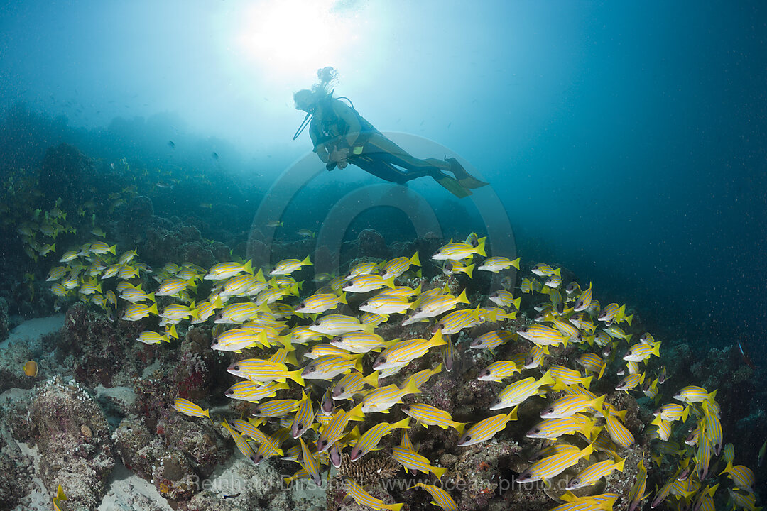Shoal of Bluestripe Snapper and Diver