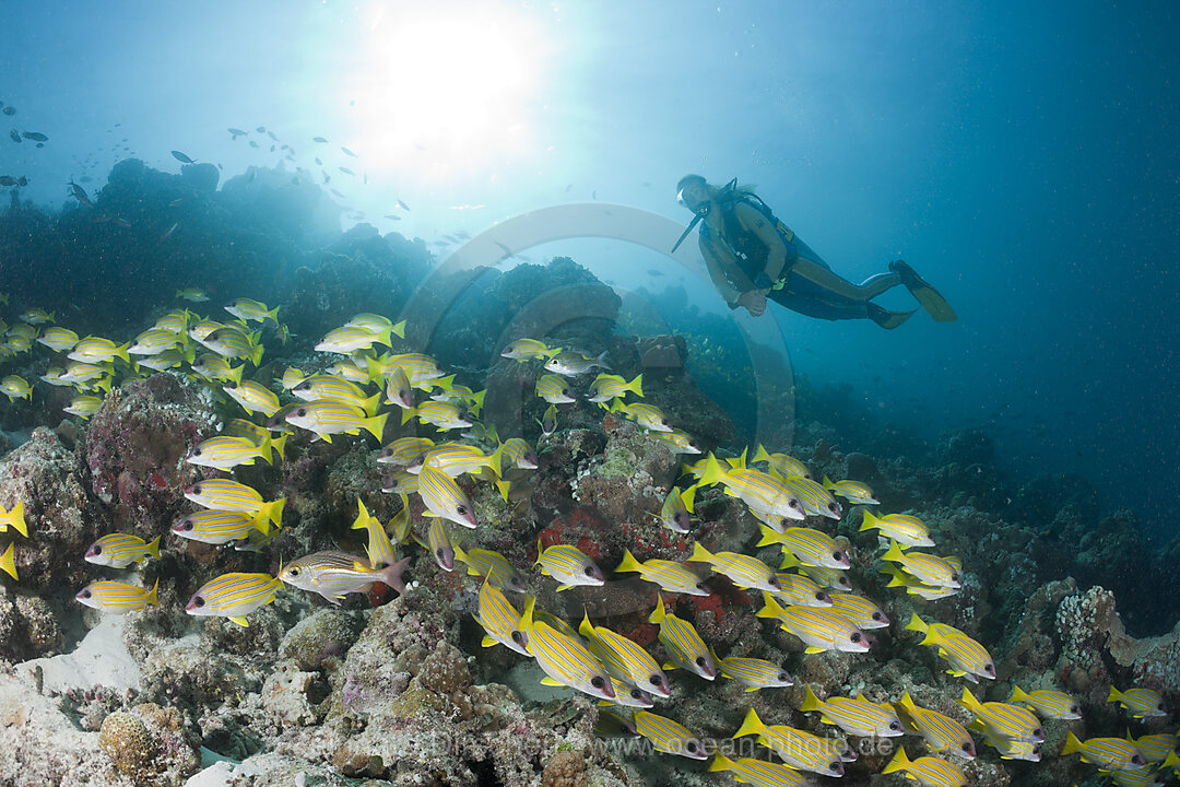 Shoal of Bluestripe Snapper and Diver