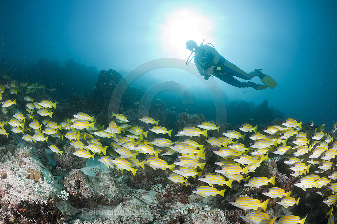 Shoal of Bluestripe Snapper and Diver