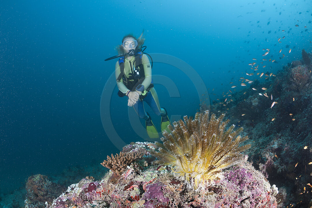 Scuba diver and Crinoid