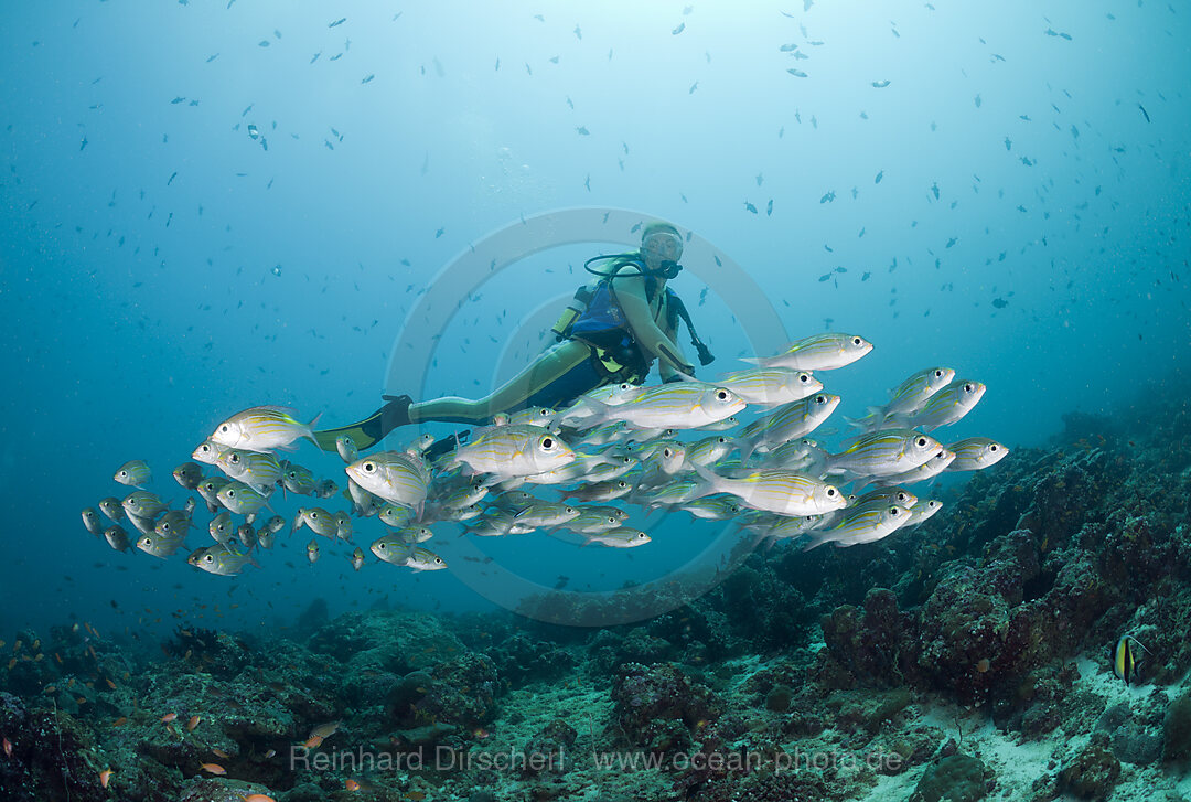Diver and Glowspot Emperor