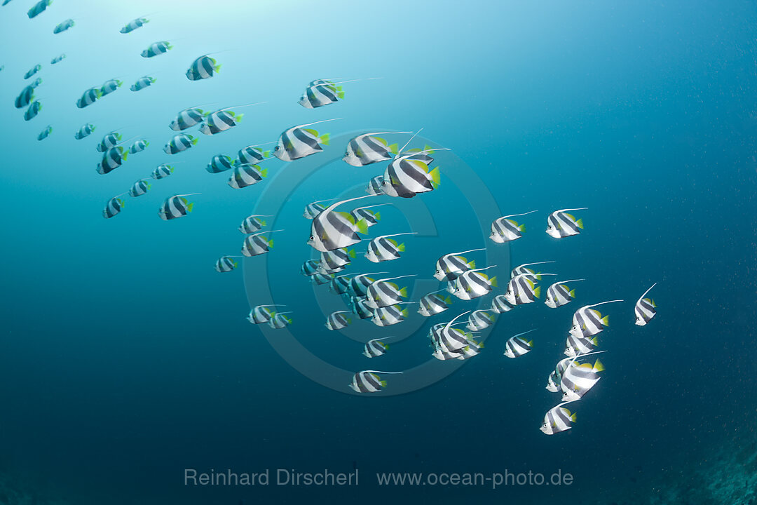 Schwarm-Wimpelfische