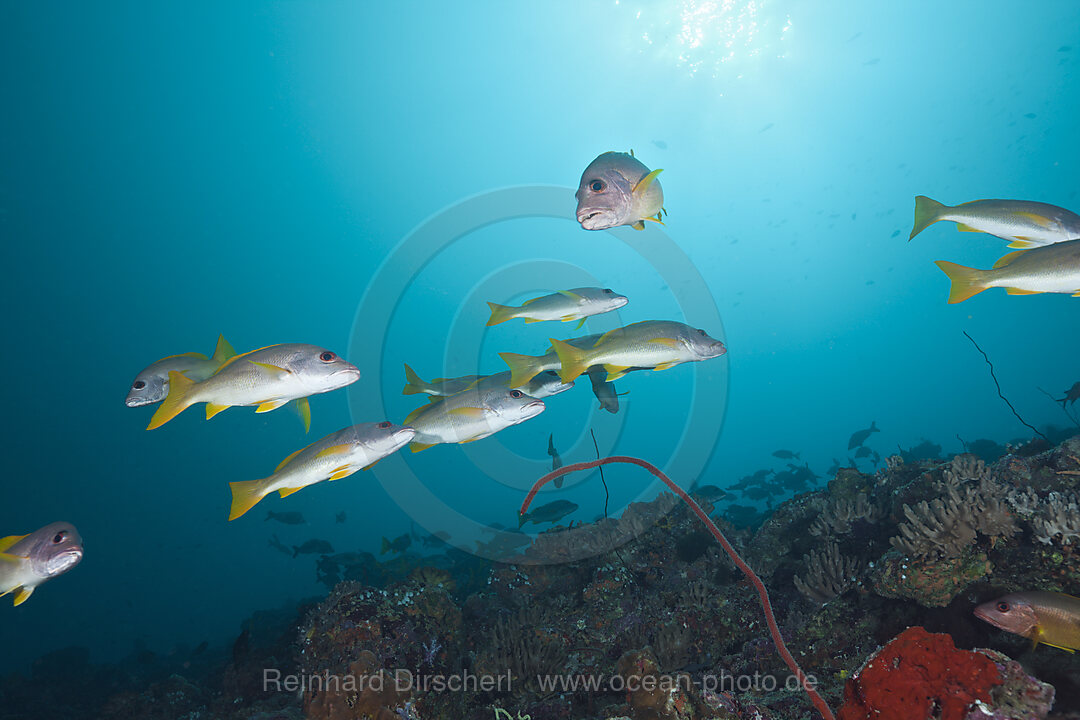 One-spot Snapper over Reef