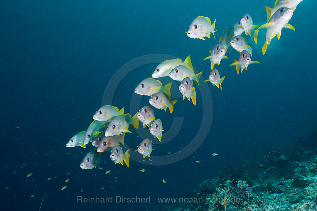One-spot Snapper Schooling