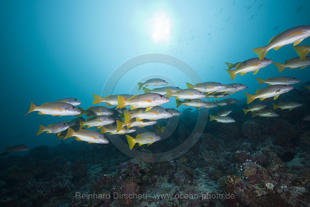 Shoal of One-spot Snapper