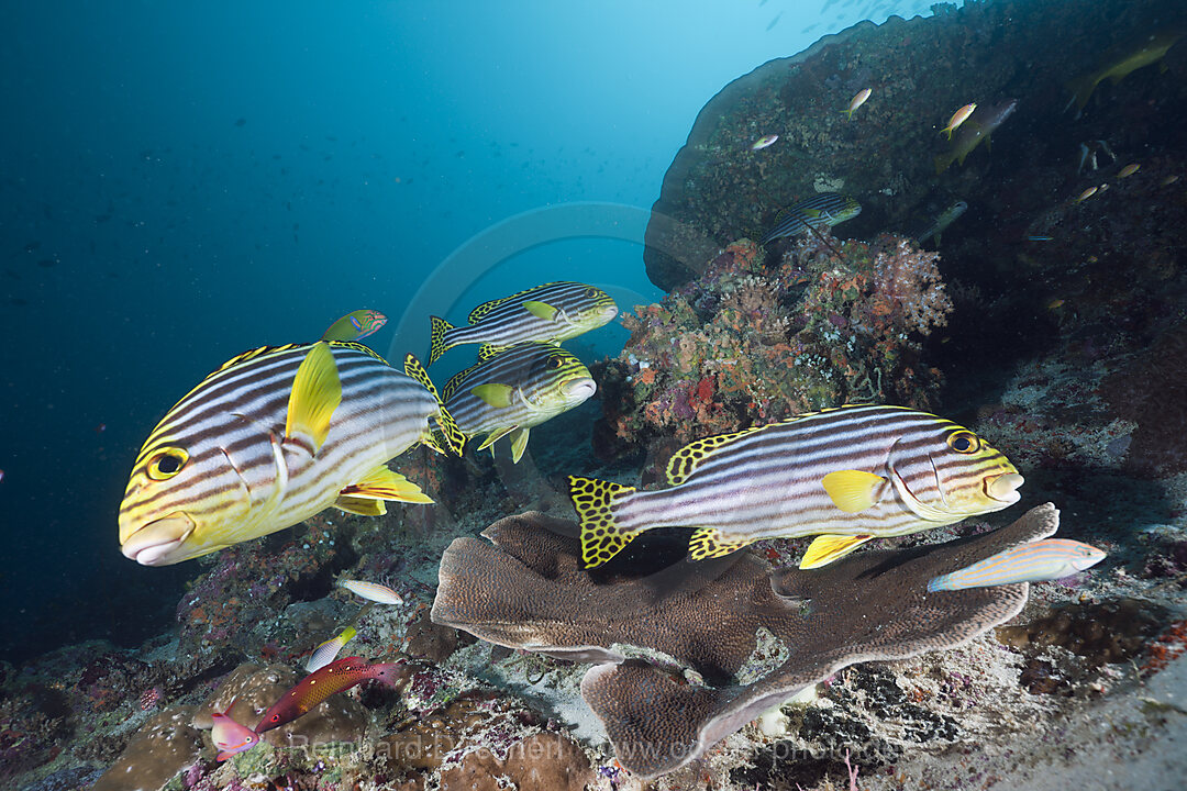 Oriental Sweetlips in Coral Reef