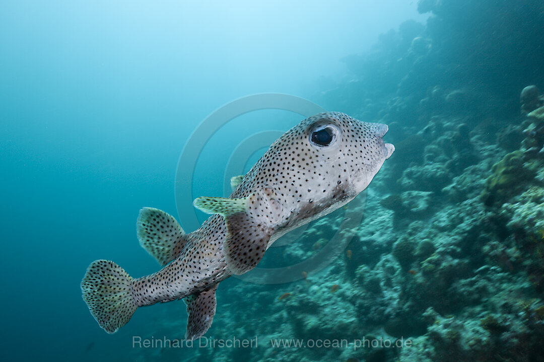 Common Porcupinefish