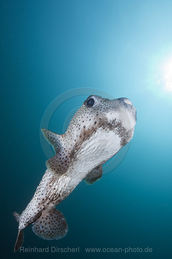 Gepunkteter Igelfisch