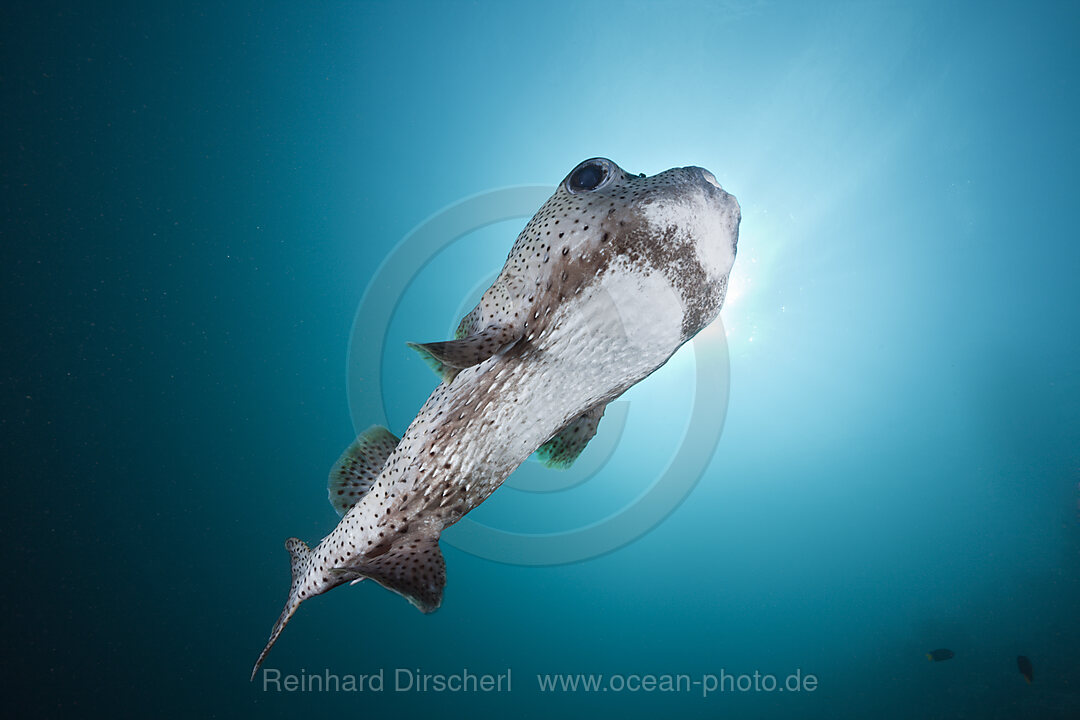 Gepunkteter Igelfisch