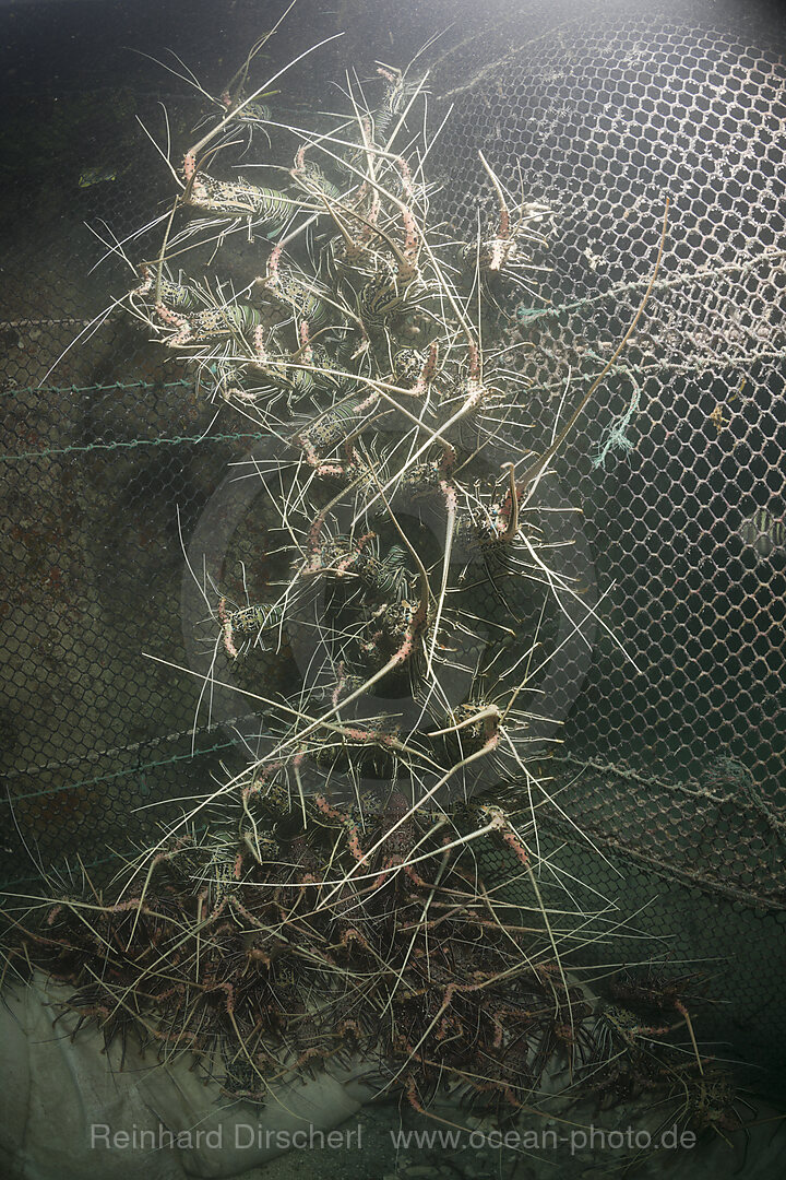 Lobster captured in Trap for Restaurant