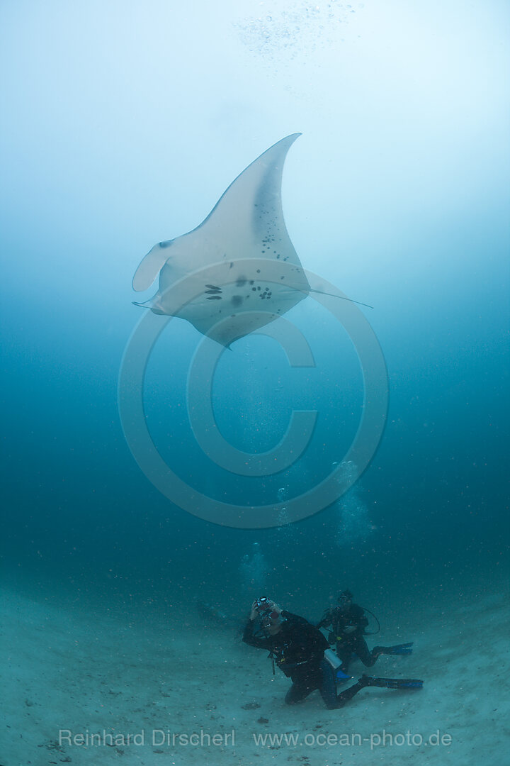 Diver watching Manta Ray