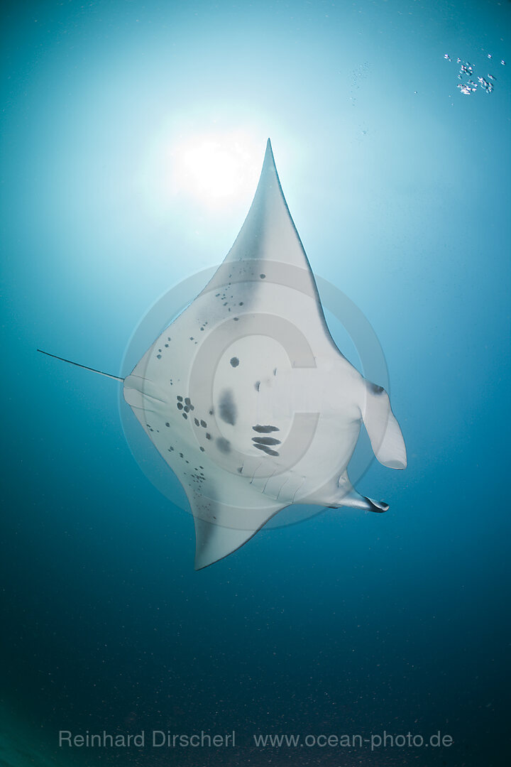 Manta Ray