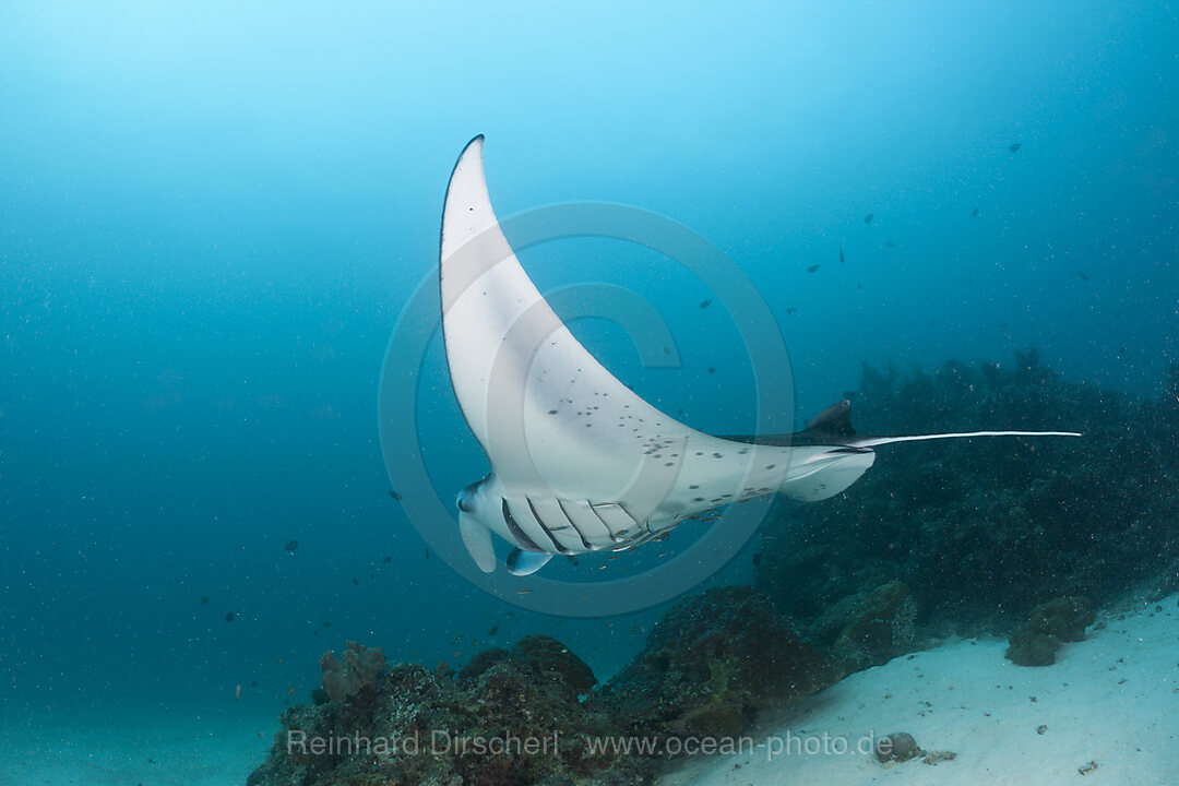 Manta Ray