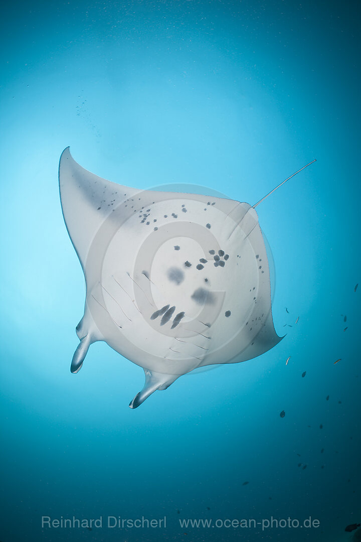 Manta Ray