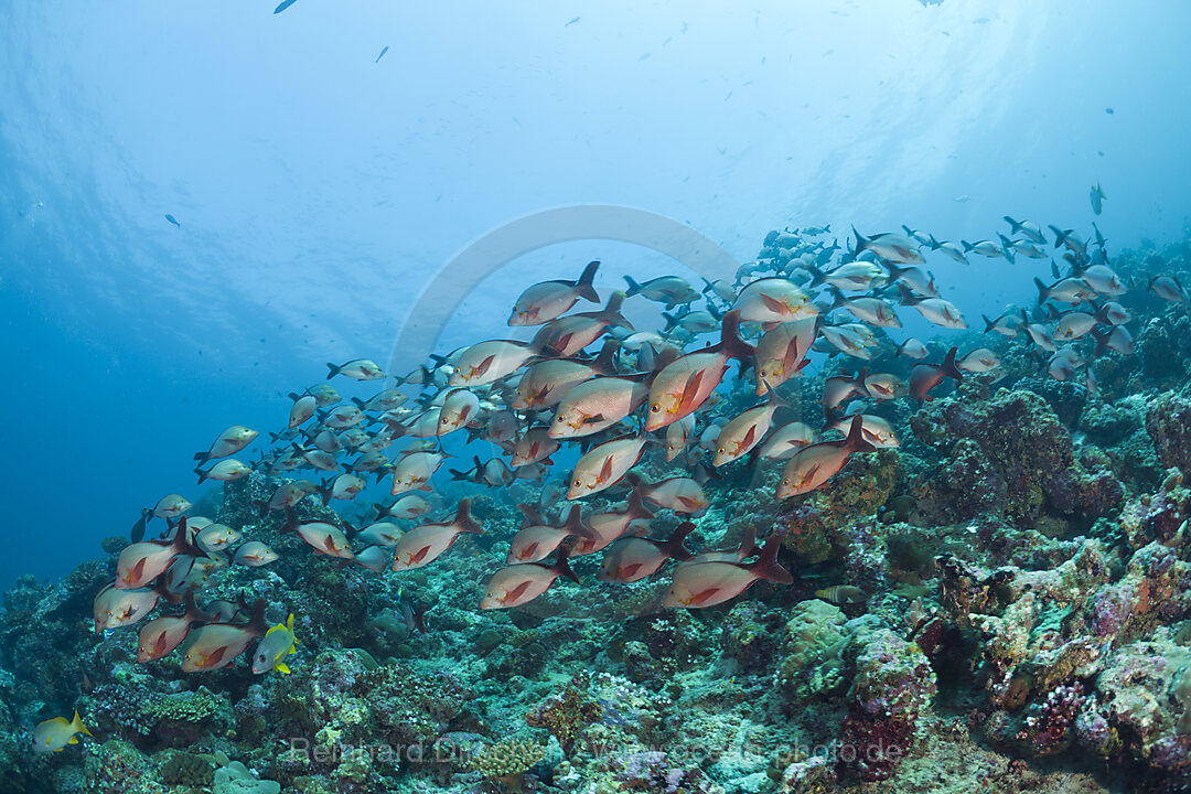 Shoal of Humpback Snapper