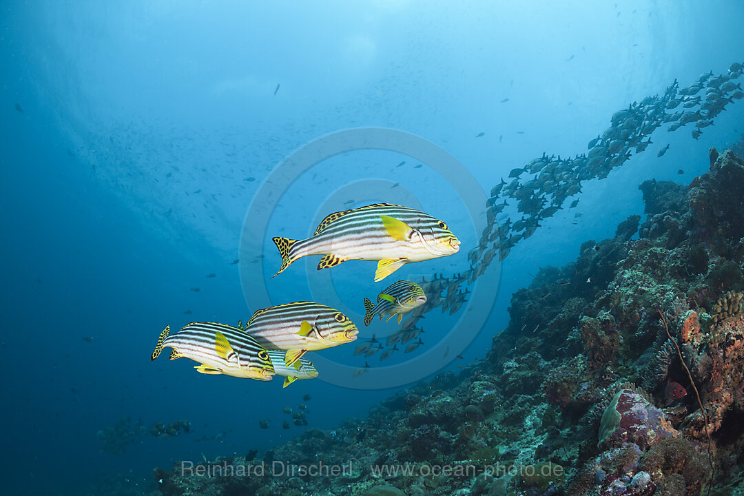 Oriental Sweetlips in Coral Reef