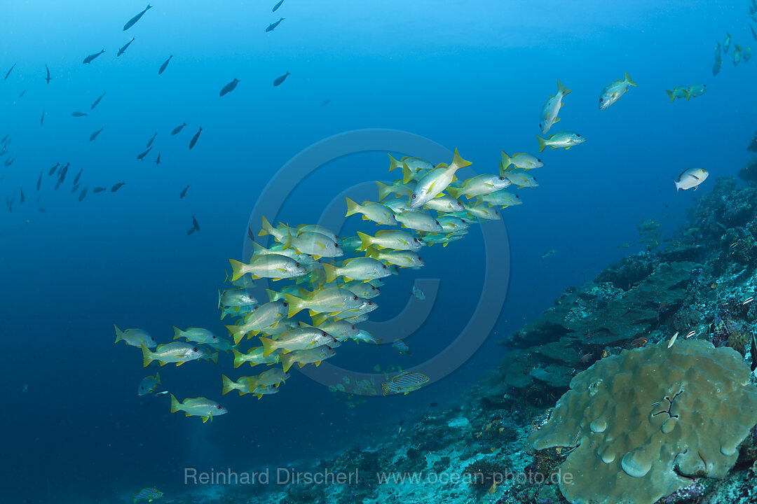 Shoal of One-spot Snapper