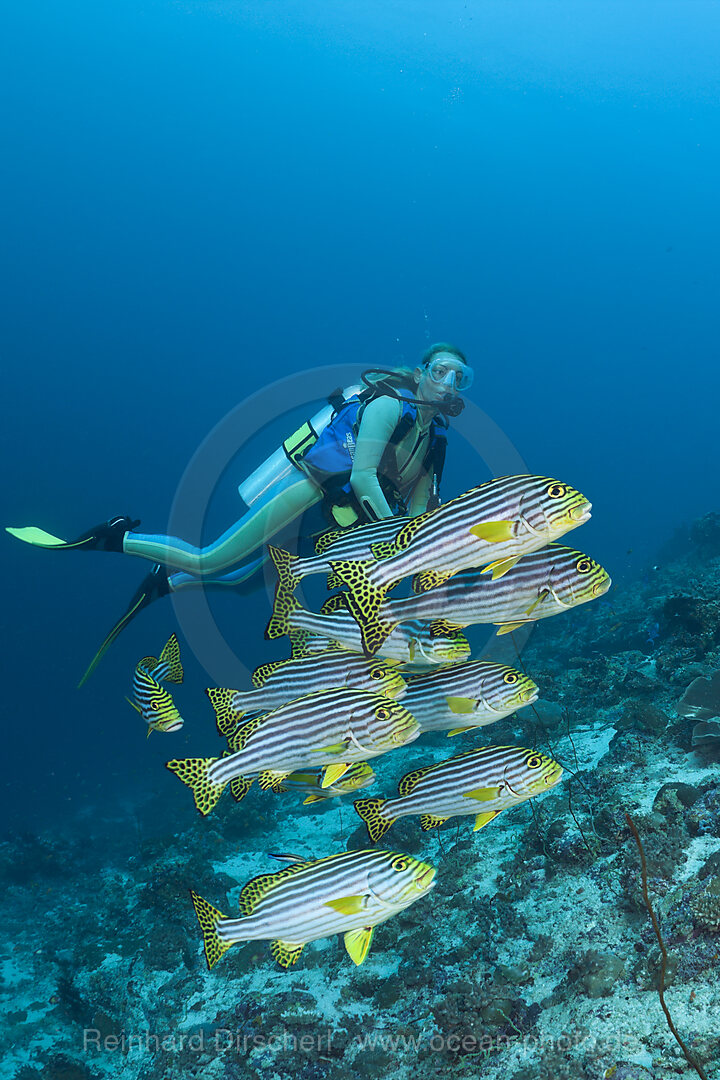 Oriental Sweetlips and Diver