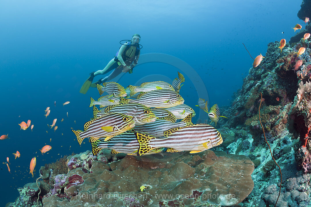 Oriental Sweetlips and Diver