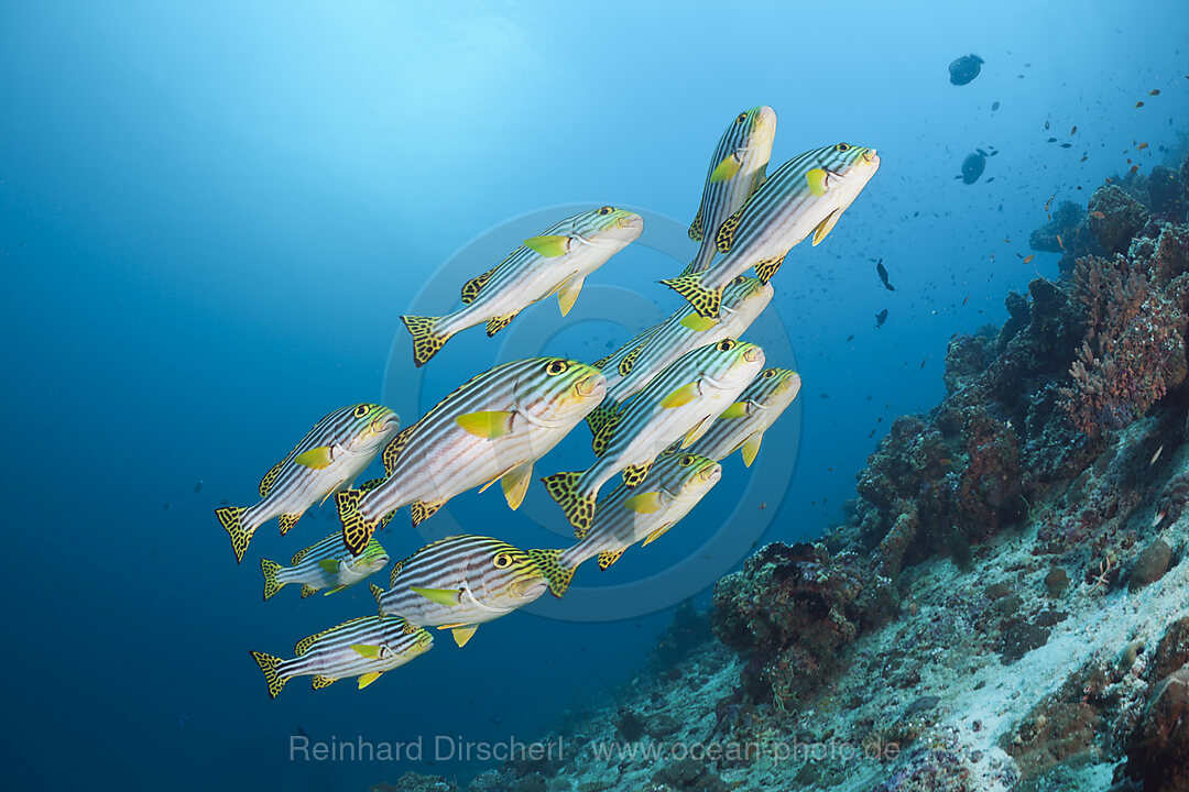 Orient-Suesslippen, Plectorhinchus orientalis, Cocoa Corner, Sued Male Atoll, Malediven