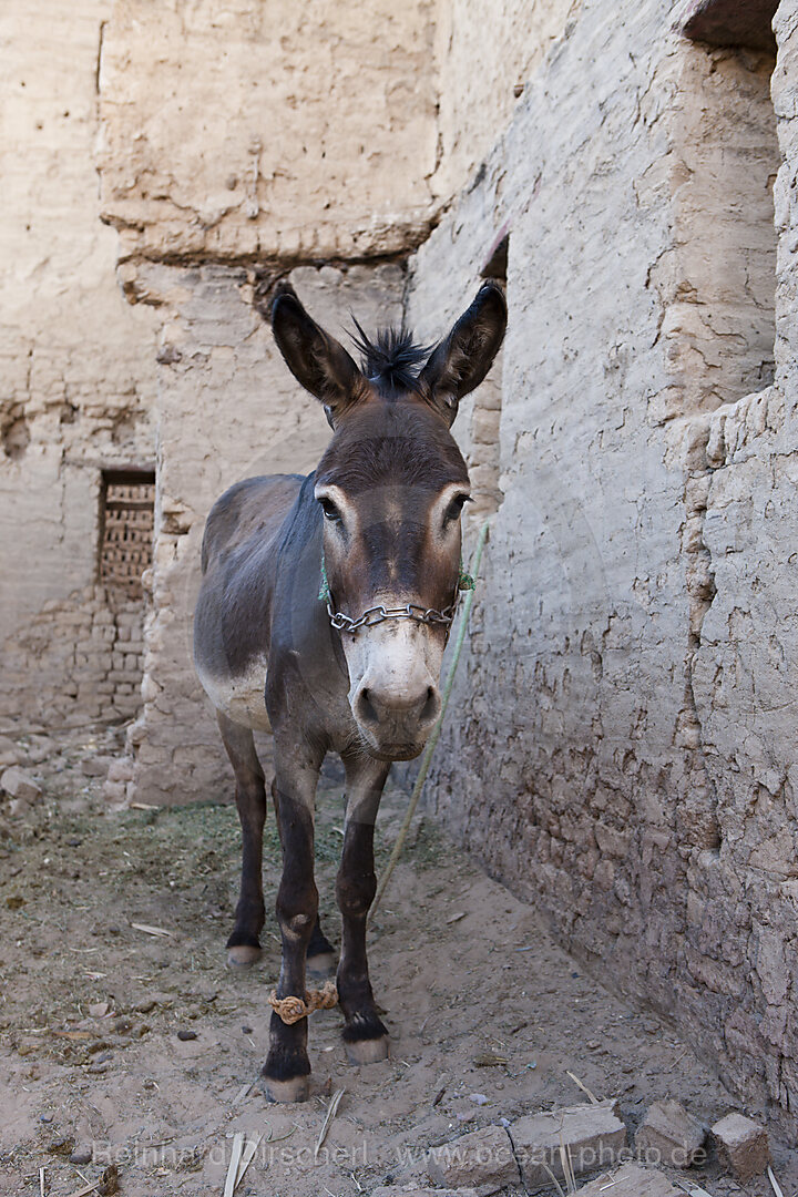 Esel in Altstadt Al Qasr in Dakhla Oase, Libysche Wueste, Aegypten