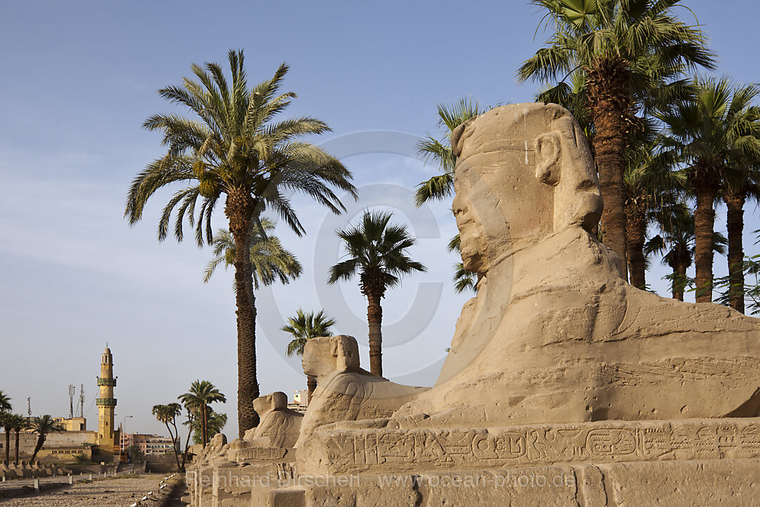 Sphingenallee vor Luxor-Tempel