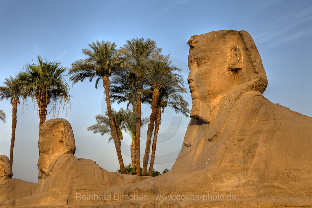 Sphinx vor Luxor-Tempel, Luxor, Aegypten