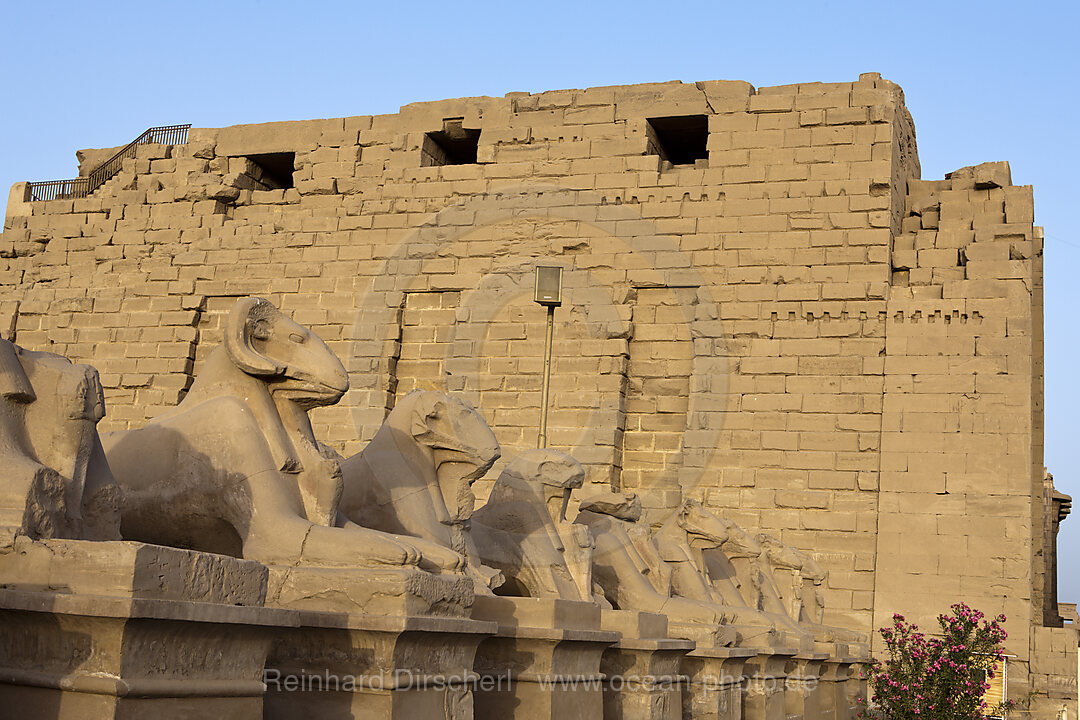 Widderallee vor Karnak Tempel
