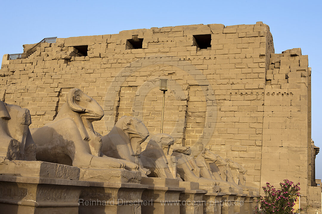 Widderallee vor Karnak Tempel, Luxor, Aegypten